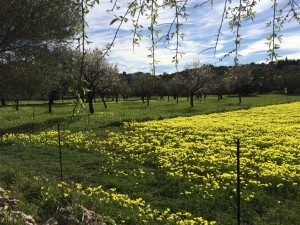 IMG_0517 (Medium)